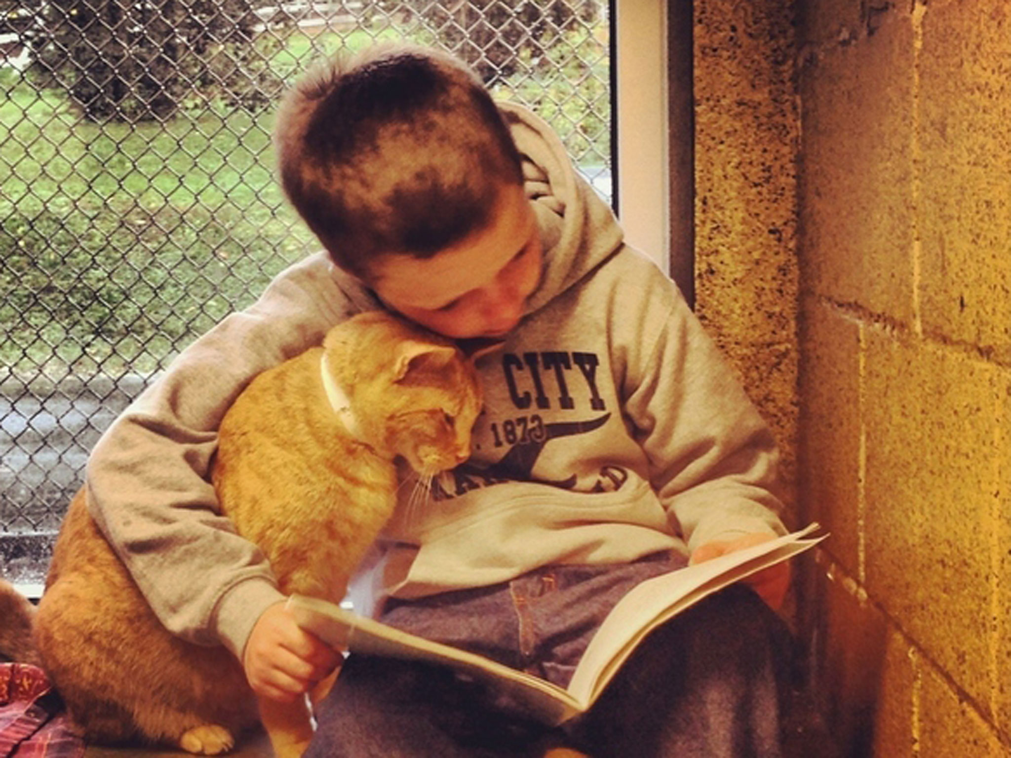 okuyan kedi çocuk okul
